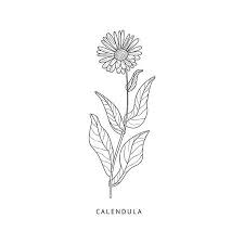 Stock Vector Flower Sketches How To Draw Hands Calendula