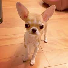 Pin De Luciano Gorza En Love My Chihuahua Perros Chihuahua Chihuahua Bebe Cachorros Chihuahua