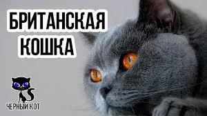 britanskaya koshka krasavica s massivnym telom polnymi shekami i korotkoj plyushevoj sherstyu youtube