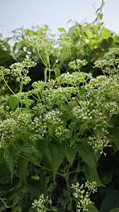 Image result for Mikania cordata