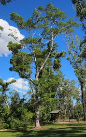 Image result for Lannea discolor