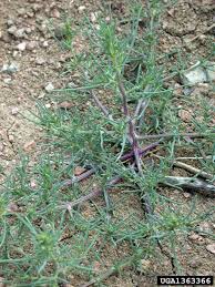 Image result for Salsola kali