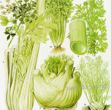 Fennel Celery Angelica Salad Plant Flowers Food Chart Vegetable Botanical Lithograph Illustration For Your Vintage Kitchen 149