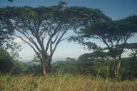 Image result for Acacia abyssinica