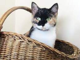 Adopt Ella On Petfinder Cats Calico Cat Cats And Kittens