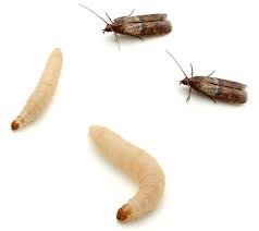 Moth worms are the larvae stage of a moth, which occurs just after moth eggs hatch. 6 Simple Yet Effective Tips On How To Eliminate Pantry Pests Home Quicks