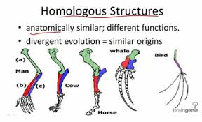 You have sampled a population in which you know that the percentage of the homozygous recessive. Big Idea 1 Evolution