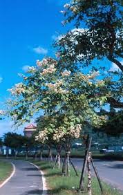 樹花園城市綠化專題 台北市常見40種行道樹種類 park plants