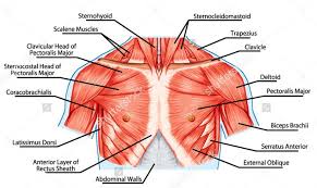 Vertically it lies a little external to a line drawn down from the middle of the clavicle; Upper Body Muscle Anatomy