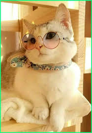 Nama Kucing Betina Sangat Penting Agar Bisa Lebih Dekat Dan Sayang Kucing Betina Kucing Cantik Gambar Hewan Lucu