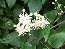 More hybrid cultivars are being produced constantly. Clematis Wikipedia