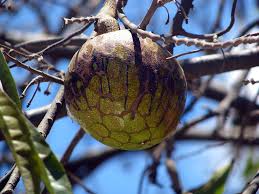 Image result for Annona senegalensis