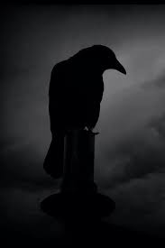 Black And White Raven Images 
