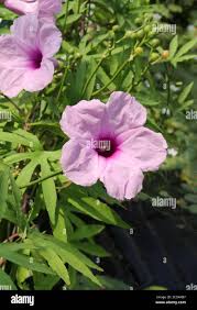 Image result for Ipomoea fulvicaulis