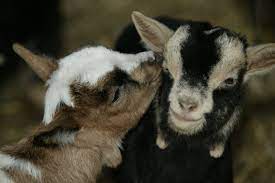5 Keys To Colostrum Success In Baby Goats All About Feed