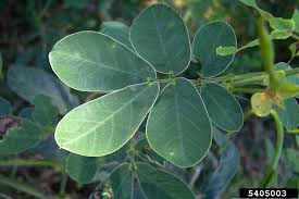 Image result for Senna obtusifolia