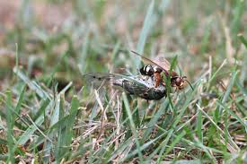 I put up this article to hopefully shed some light on the effectiveness of ultrasonic pest repellers. Cicada Killer Control Cicada Killer Control Cicada Killer Control Cicadda Killer Control Cicadda Killer Control Cicadda Killer Control Cicada Killer Control Cicada Killers Cicada Killers Cicada Killers
