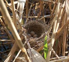Maybe you would like to learn more about one of these? Bird Nest Wikipedia