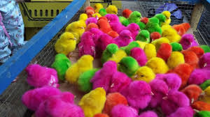 Ayam Lucu Warna Warni Ayam Rainbow Beli Di Pasar Vlog Adiva Ainun Youtube