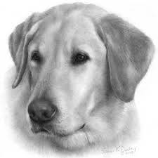 Sam Yellow Labrador Retriever By Susan Donley Labrador Retriever Art Labrador Retriever Yellow Labrador Retriever