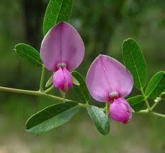 Image result for Galactia striata