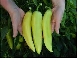 Banana peppers are so named because of their resemblance to actual bananas. Canario Real Hot Pepper Treated Seed Seedway