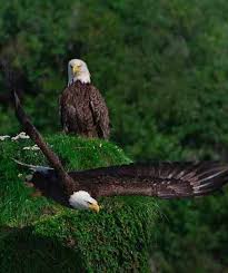 Majestic Birds Of Prey Animals Majestic Birds Bald Eagle Eagle Animals Beautiful
