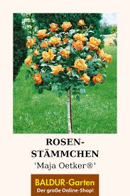 Rosen Stammchen Maja Oetker 1a Qualitat Baldur Garten In 2020 Balkon Pflanzen Rosen Hochstammrosen