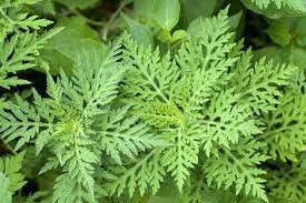 On les appelle tous les spermatophytes dicotylédones et ils appartiennent à la famille des astéracées. L Ambroisie Plante Ennemie Des Allergiques Est Tres Rare En Normandie Mais Gare A La Berce Du Caucase 14actu