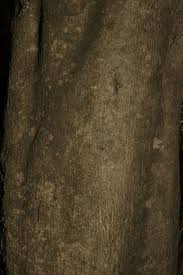 Image result for Lepisanthes senegalensis