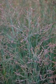 Image result for Panicum eickii
