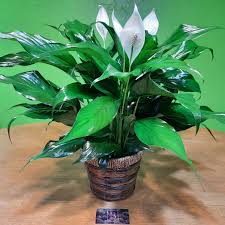 Image result for Spathiphyllum
