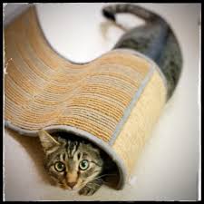 Escucha y descarga gratis los episodios de tacoma cat hospital. Facebook