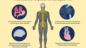 How The Peripheral Nervous System Works