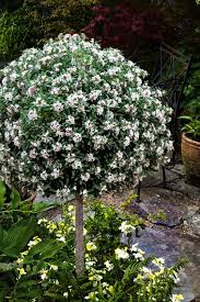 Image result for Synandrodaphne