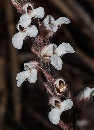 Image result for Zeuxine