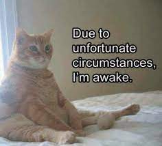 I Am Awake Nowhttp Bit Ly 2wttjv Dog Funny Hilarious Funny Cat Memes Funny Animals Funny Animal Pictures