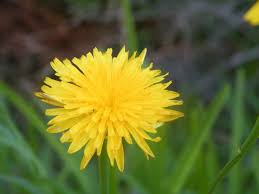 See 2 authoritative translations of dandelion flower in spanish with example sentences and audio pronunciations. All Parts Of Dandelions Are Edible Leaves Flowers And Roots Cape Gazette