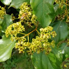 Image result for Hovenia dulcis