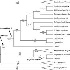 Image result for Isoglossa pawekiae