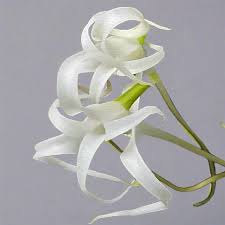 Image result for Cyrtorchis