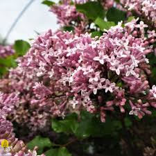Image result for Syringa meyeri ´Palibin