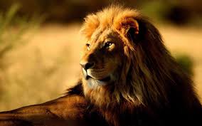 Cool Lion Backgrounds Wallpaper Cave