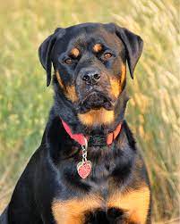 Khan came to us from one of our rescue partners in corsicana, texas. Welcome