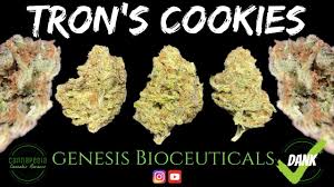 This strain offers big yields, . Tron S Cookies Strain Review Genesis Bioceuticals Cannapedia Youtube