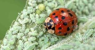 La joven, con inclinaciones artísticas y que sueña con. Beneficial Insects Good Bugs To Encourage In Your Garden