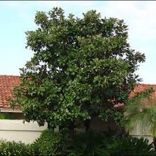 Nobody can deny that magnolia trees in bloom are a glorious sight. Pin On Ov Landscape