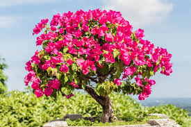 Flowering and fruit trees are also particularly popular. Bonsai Bougainvillea Tips Can You Make A Bonsai Out Of Bougainvillea Plants