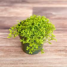 Image result for Selaginella afrorum