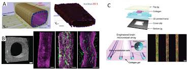 By playing this game you will be able to find the solution to boredom while exercising your brain and testing your iq. Development Of Polymeric Nanoparticles For Blood Brain Barrier Transfer Strategies And Challenges Zhang 2021 Advanced Science Wiley Online Library